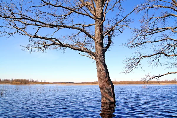 Árvore em água — Fotografia de Stock