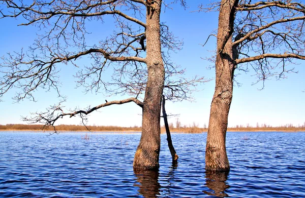 Ağacın içinde su — Stok fotoğraf