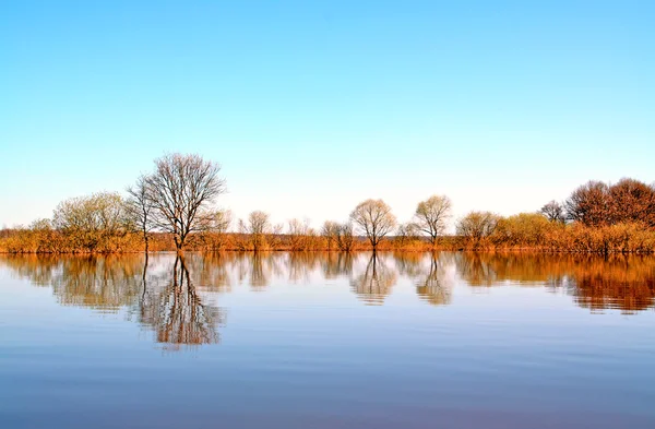 물에 나무 — 스톡 사진