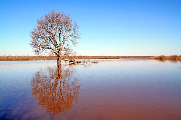 Träd i vatten — Stockfoto