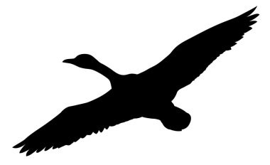 vector silhouette flying ducks on white background clipart