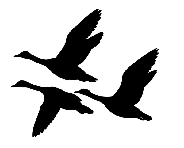 Vektorové siluety létající kachny na bílém pozadí — Stockový vektor