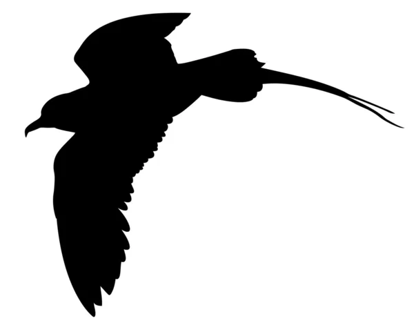 Векторный силуэт морской птицы на белом фоне — стоковый вектор