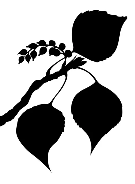 矢量的杨树在白色背景上的工作表 — 图库矢量图片