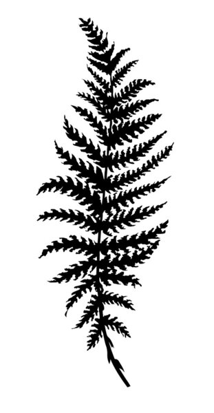 vector silhouette sheet fern on white background