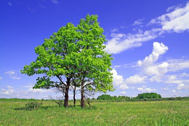 Oak alanı