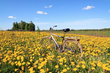 Dandelions alanı