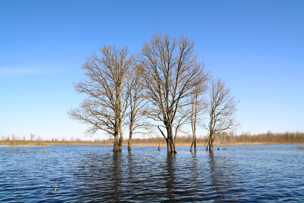 Träd i vatten — Stockfoto