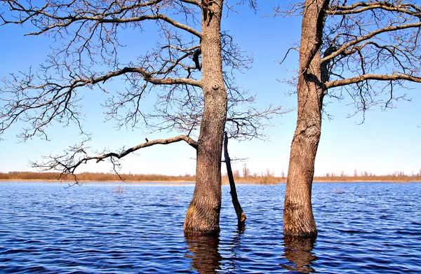 Strom ve vodě — Stock fotografie
