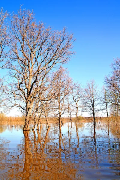 Översvämning i trä — Stockfoto