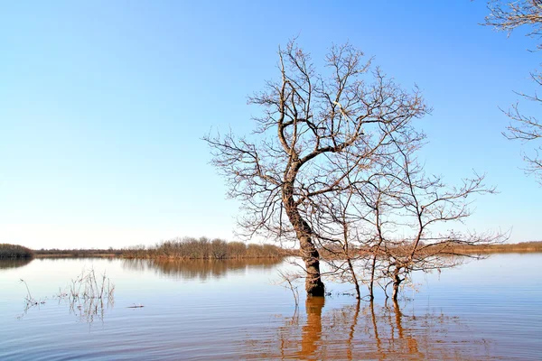 Overstromingen in hout — Stockfoto