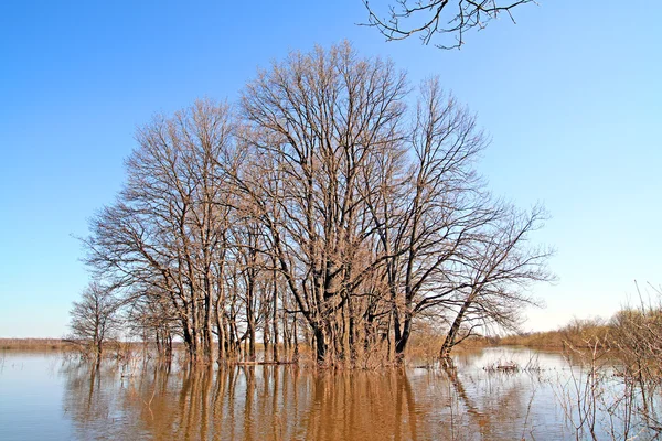 Наводнение в лесу — стоковое фото