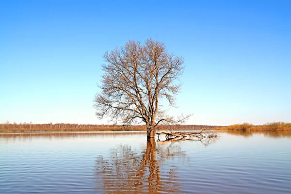 나무에 홍수 — 스톡 사진