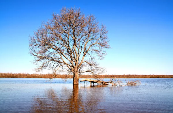 洪水在木 — 图库照片