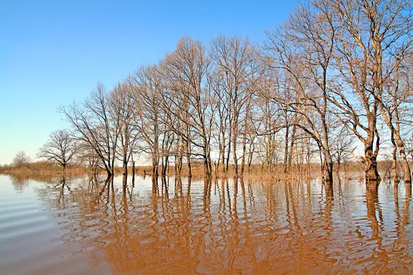 Overstromingen in eiken hout — Stockfoto