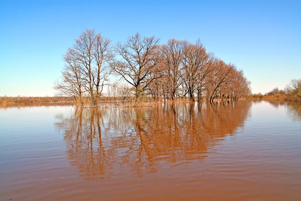 洪水在木 — 图库照片