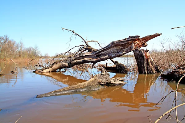 Inundación en madera — Foto de Stock