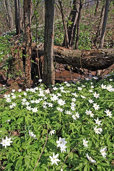 Snowdrops in wood — Stock Photo, Image