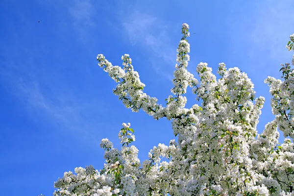 Kvetoucí aple strom — Stock fotografie