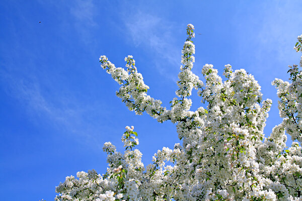 Flowering aple tree