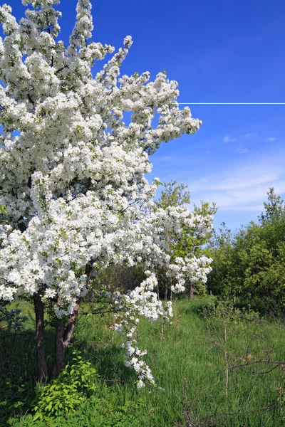 Blommande aple träd — Stockfoto
