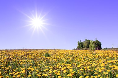 Dandelions alanı