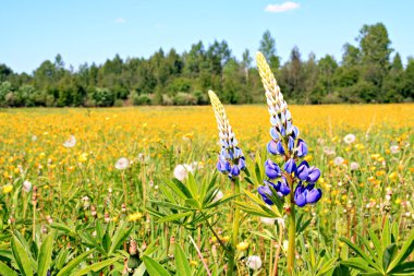 Wildflowers clipart