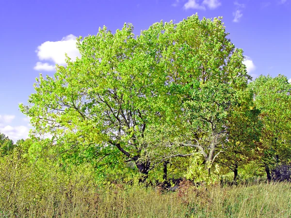 Green oak — Stock Photo, Image