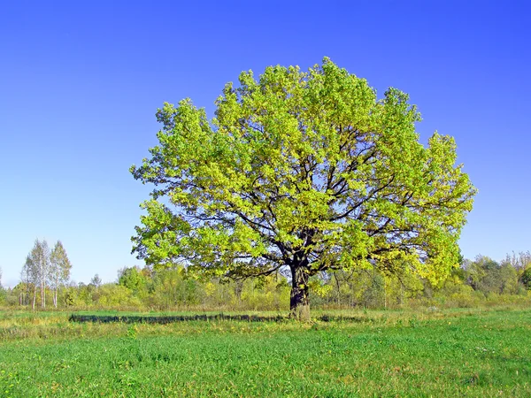 Зеленый дуб — стоковое фото