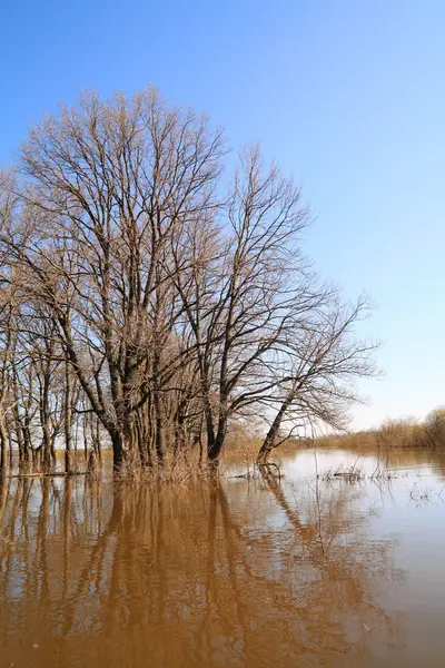 Overstromingen in hout — Stockfoto