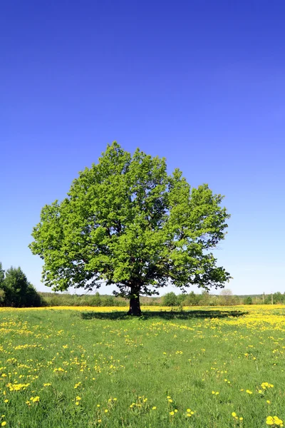 Oak on field — Stock Photo, Image