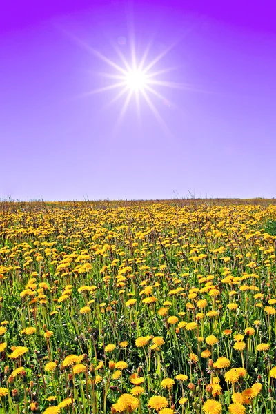 Paardebloemen op veld — Stockfoto
