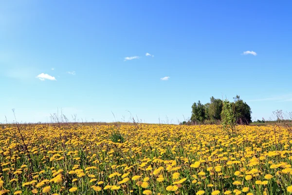 Dandelions on field — Stock Photo, Image