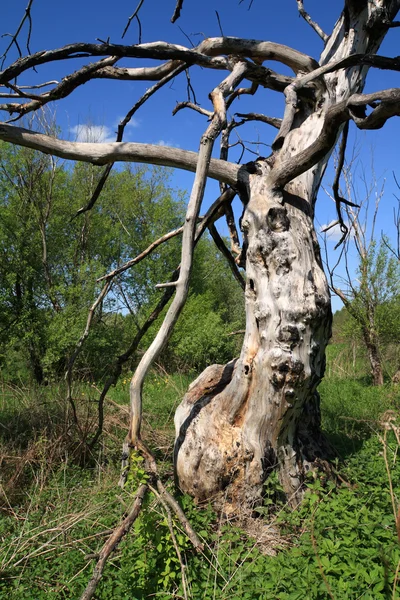 Сломанный дуб — стоковое фото