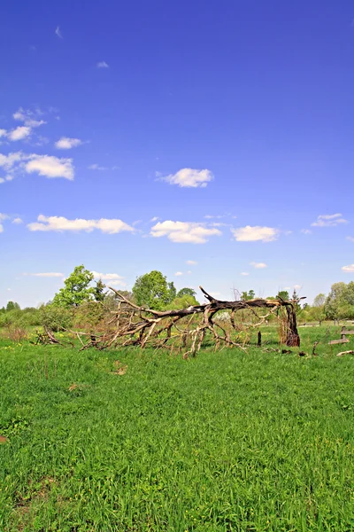 Сломанный дуб — стоковое фото