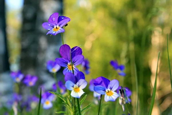 Violette sul campo — Foto Stock