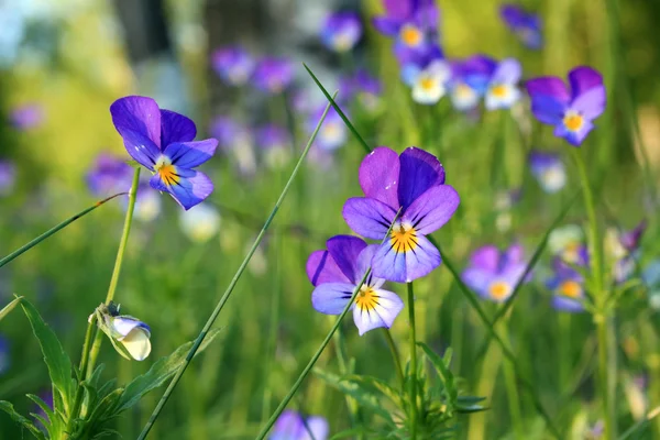 Violette sul campo — Foto Stock