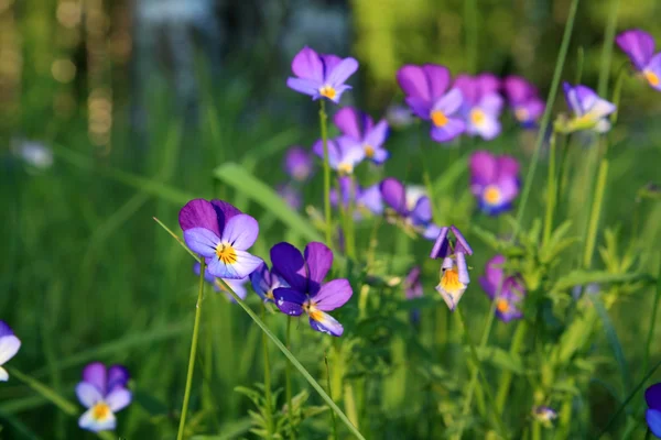 Violets on field — Stock Photo, Image