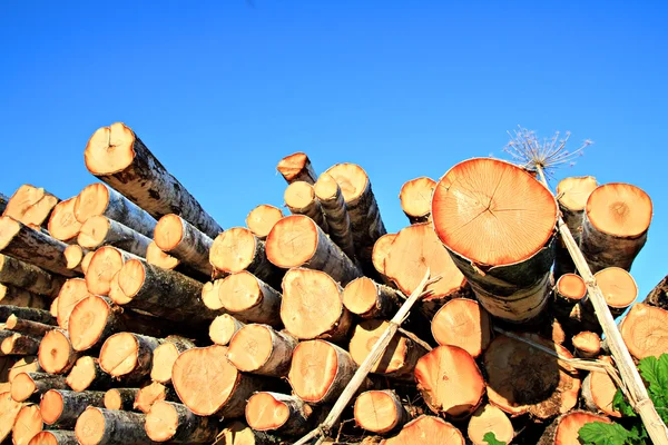 Pilařský strom — Stock fotografie