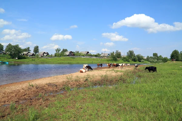 牛群皮质河海岸 — 图库照片