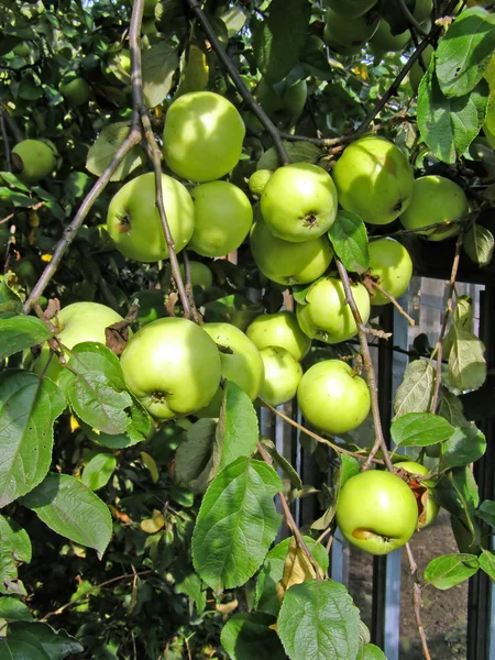Green apple on branch — Stock Photo, Image