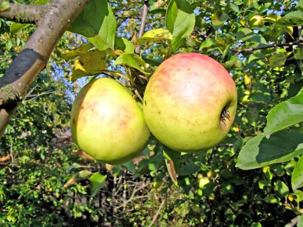 Manzana verde en rama — Foto de Stock