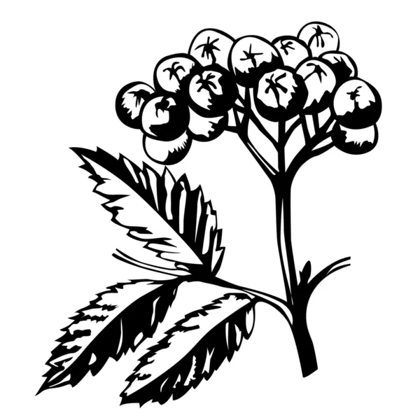 白い背景の上の rowanberry のベクトル シルエット — ストックベクタ