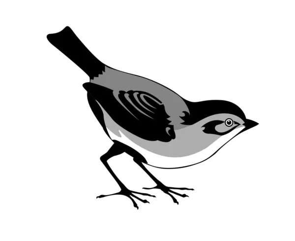 Vektorsilhouette des Vogels auf weißem Hintergrund — Stockvektor