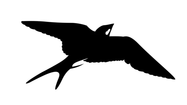 Vectorsilhouet van de zwaluw op witte achtergrond — Stockvector
