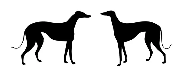 Vektor illustration greyhound på vit bakgrund — Stock vektor