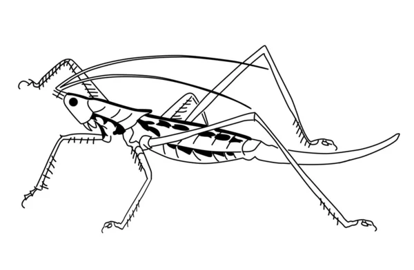 Vektorové siluetu kobylka na bílém pozadí — Stockový vektor