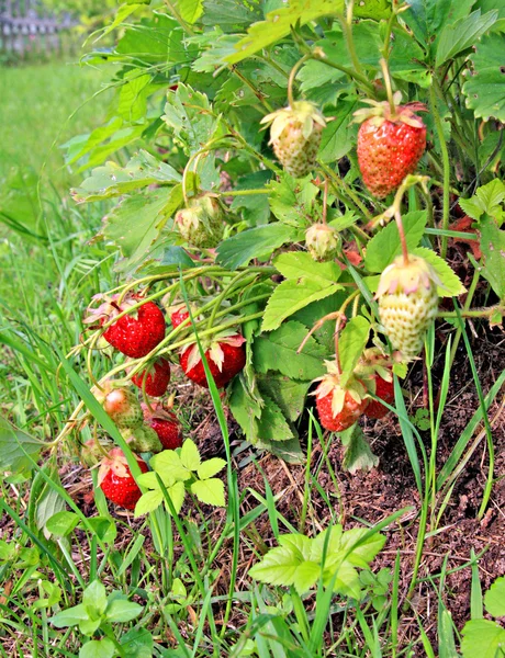 Φράουλες στον κήπο — Φωτογραφία Αρχείου