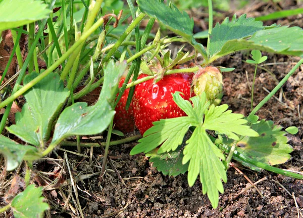 Strawberries in garden — Stock Photo, Image