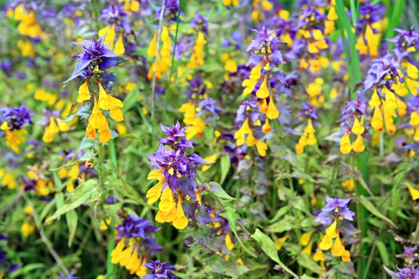 Yellow flowerses — Stock Photo, Image